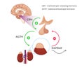 HypothalamicÃ¢â¬âpituitaryÃ¢â¬âadrenal axis physiology illustration. Cortisol production schematic drawing